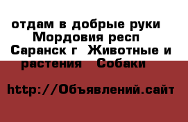 отдам в добрые руки - Мордовия респ., Саранск г. Животные и растения » Собаки   